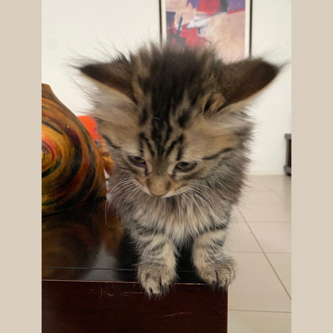Photo of Nini