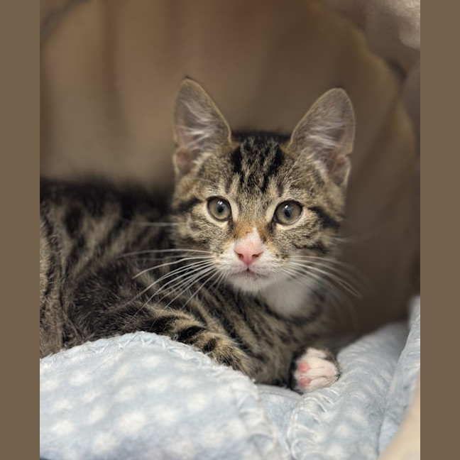 Photo of Romeo