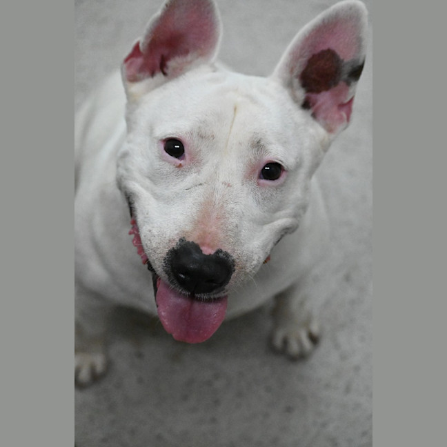 Photo of Stella