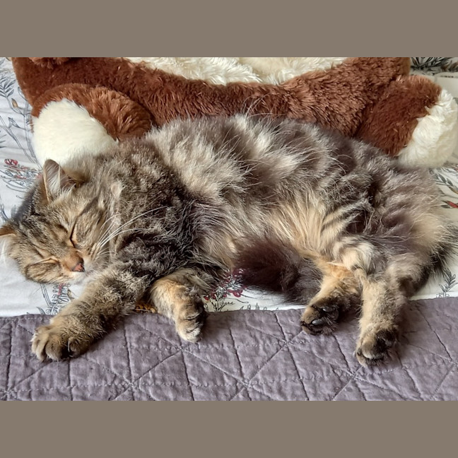 Photo of Jax