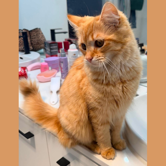 Photo of Amber