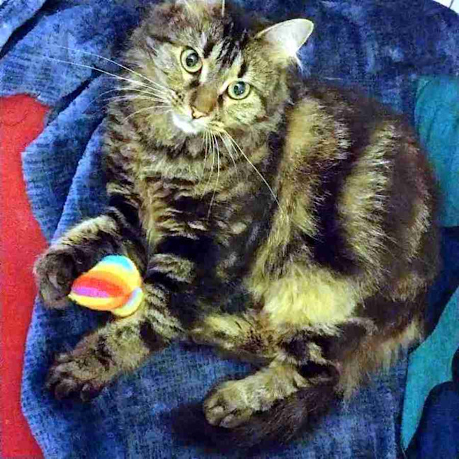 Photo of Tootsie Sua013154