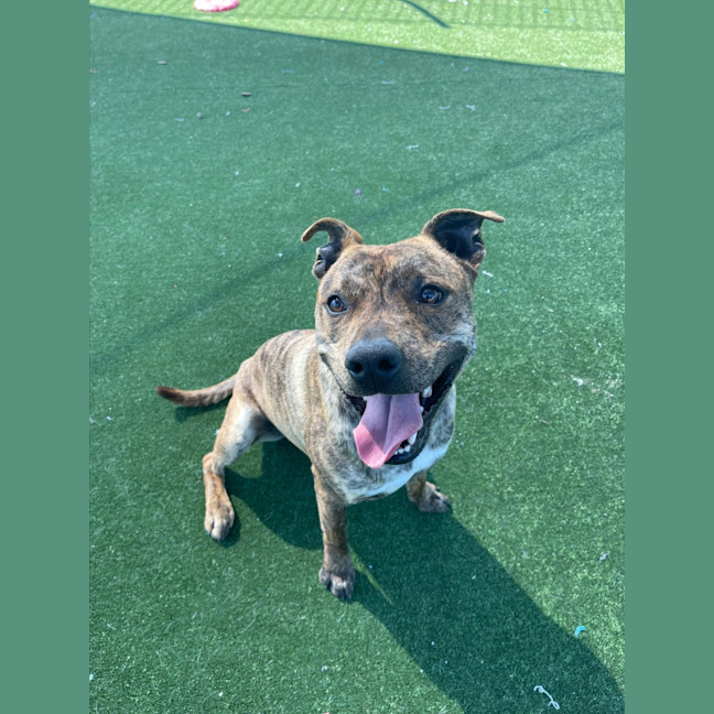 Photo of Rex Imp 1342