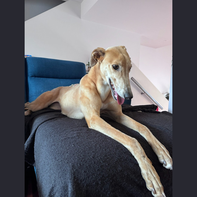 Photo of Sandy