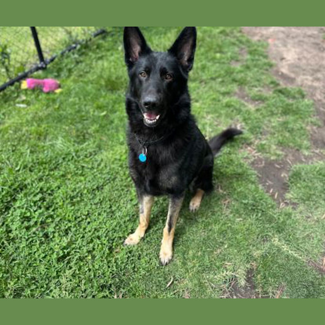 Photo of Koda