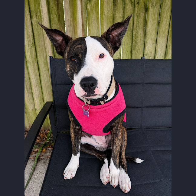 Photo of Lily
