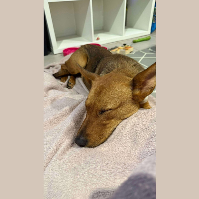 Photo of Daisy