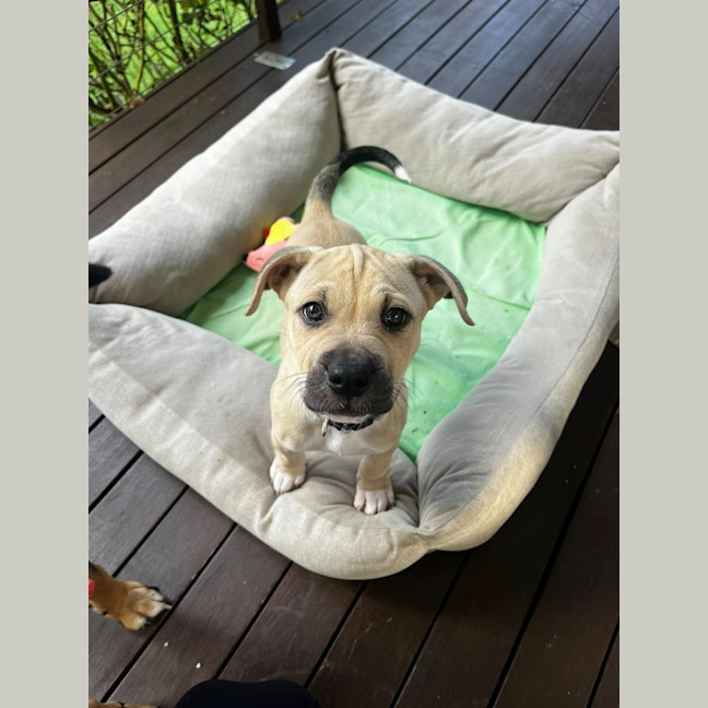 Photo of Dune Dennis