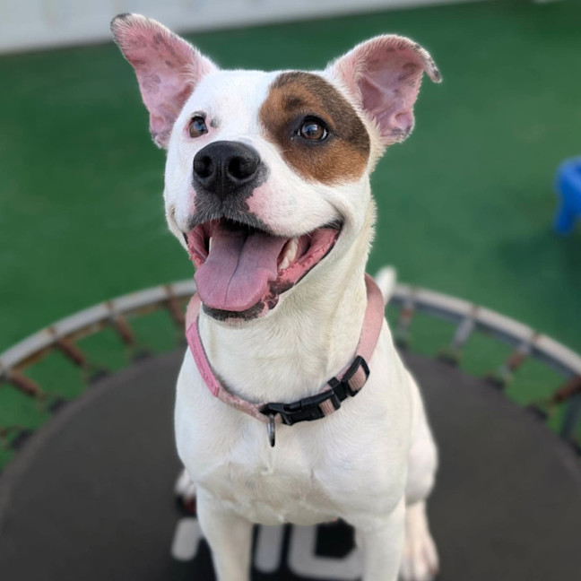Photo of Diva