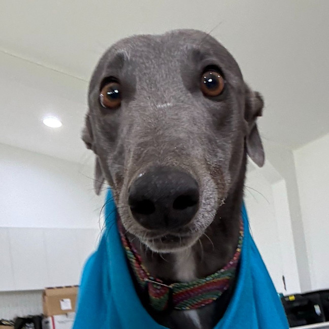 Photo of Azzurro The Greyhound