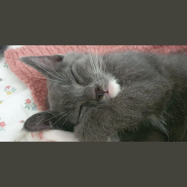 Photo of Quill