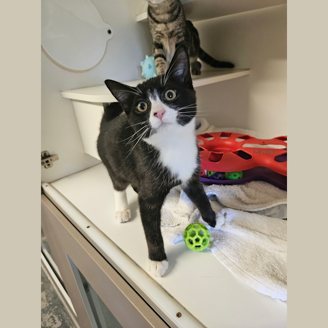 Photo of Sir Pounce