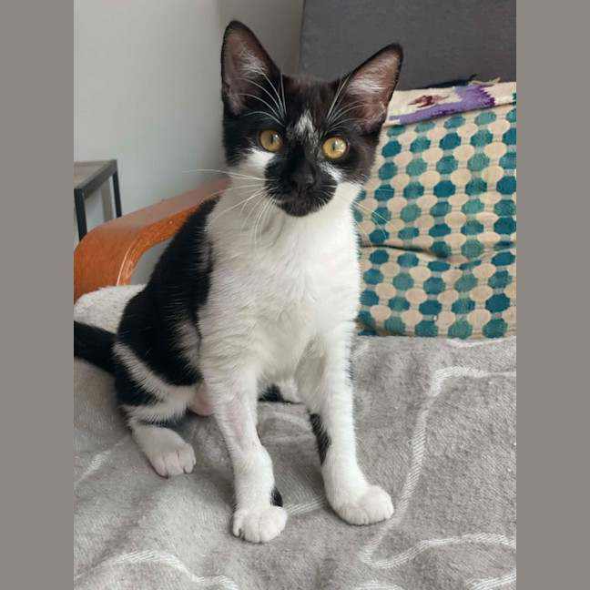 Photo of Pixel