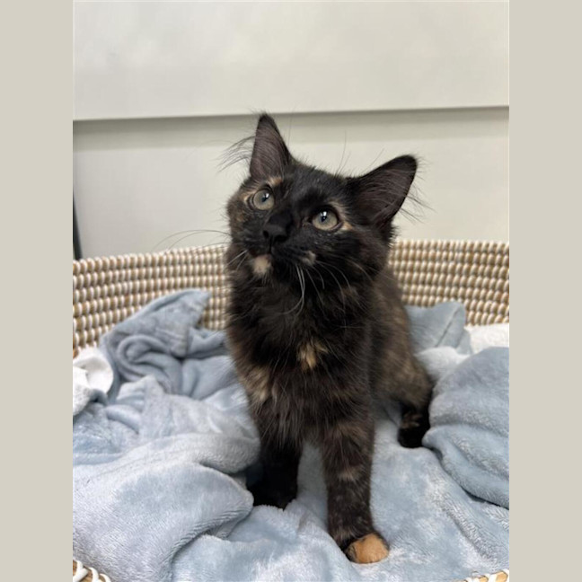Photo of Dandelion