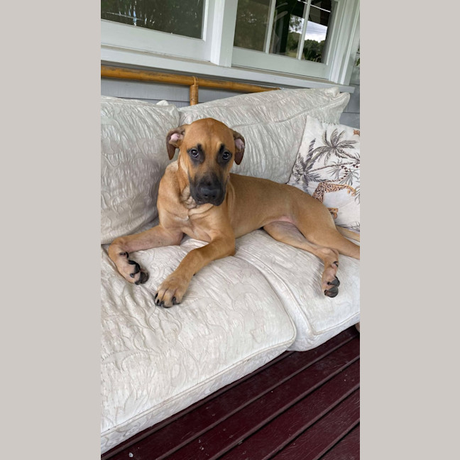 Photo of Ellie   6 Month Old Great Dane X Ridgeback