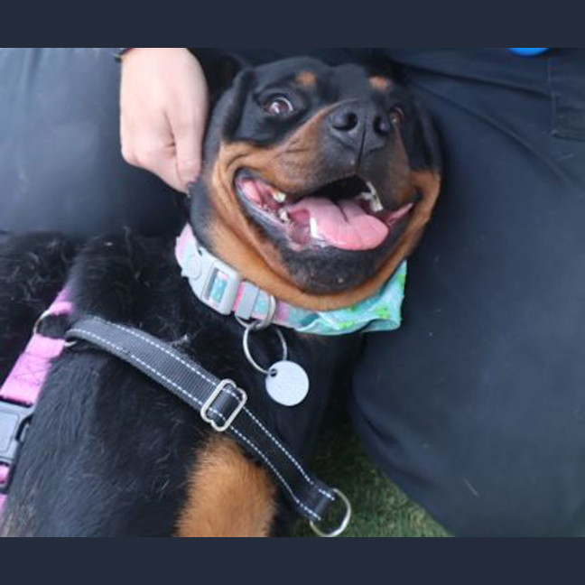 Photo of Nala