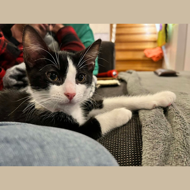 Photo of Oberon