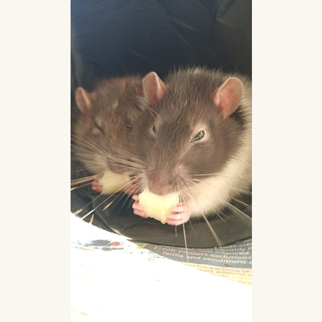 Photo of Peanut / Rhino