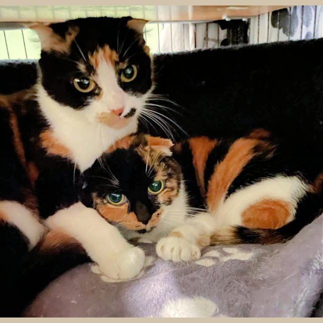 Photo of 🥂Mimosa & Bellini🥂