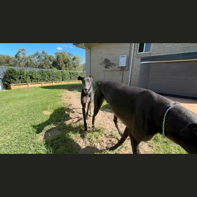 Photo of Zara, The Greyhound