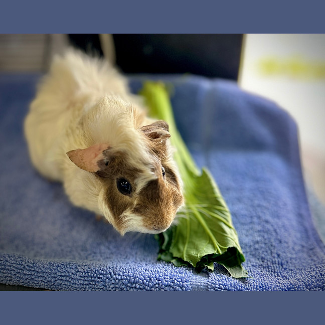 Photo of Cracker