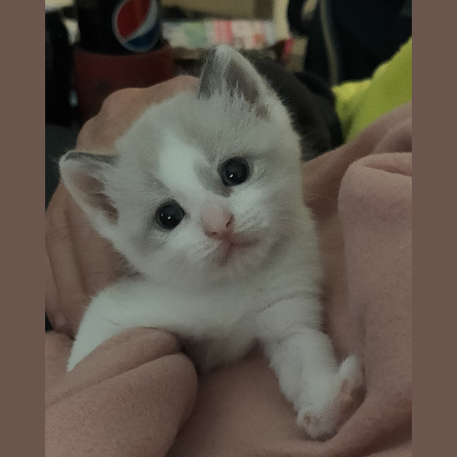Photo of Snowball