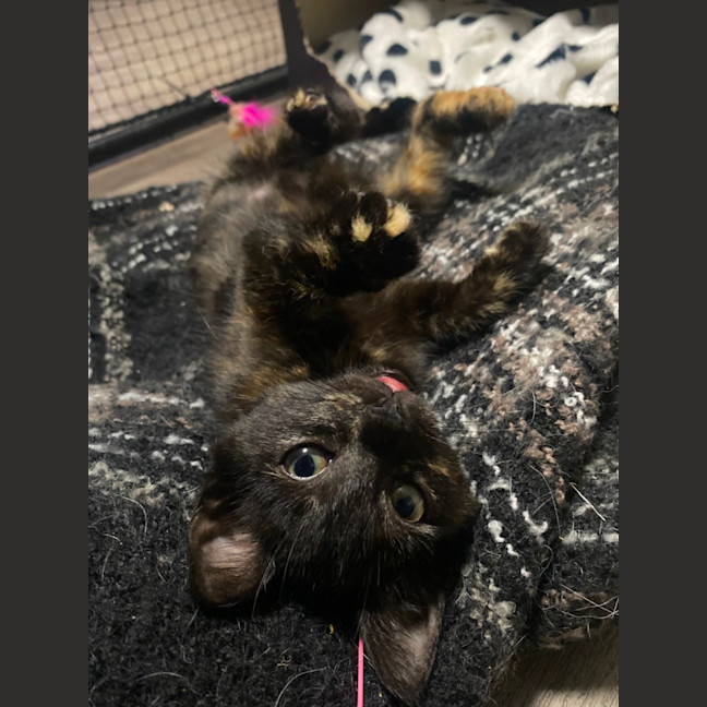 Photo of Magnolia 