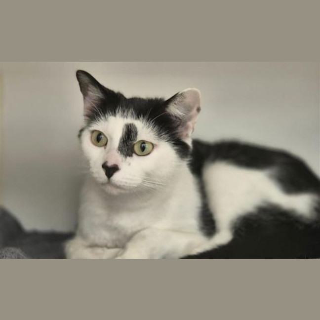 Photo of Pumpkin