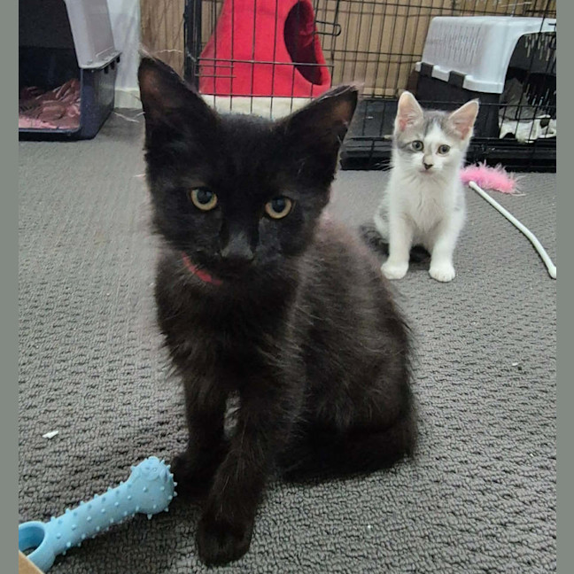 Photo of Grumple Puss