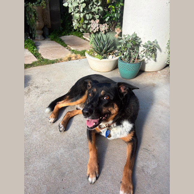 Photo of Cooper   8 Year Old Kelpie X