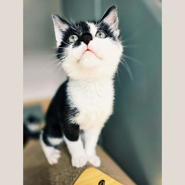 Photo of De Walt   In Foster Care In Northcote