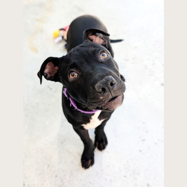 Photo of Daisy