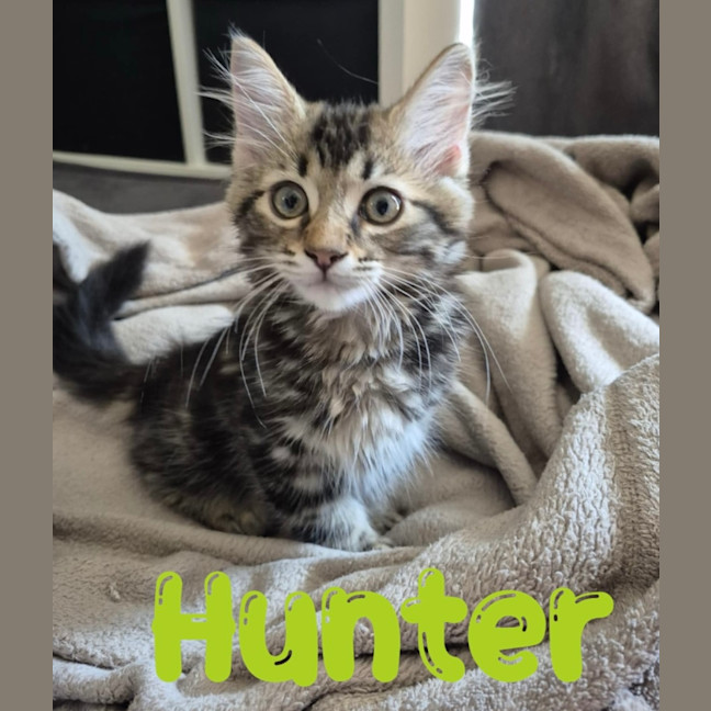 Photo of Hunter
