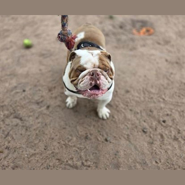 Photo of Brisket
