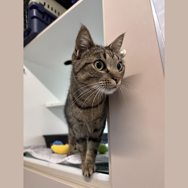 Photo of Phoebe