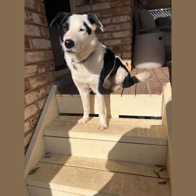 Photo of Spotty