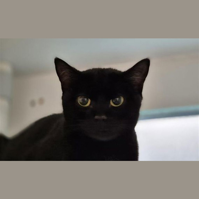 Photo of Bat 