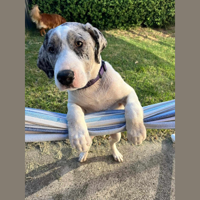 Photo of Honey Queen