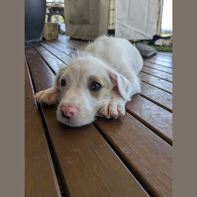 Photo of Mink
