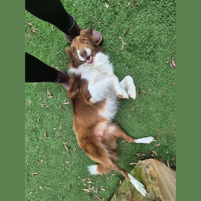 Photo of Jersey   4 Year Old Border Collie