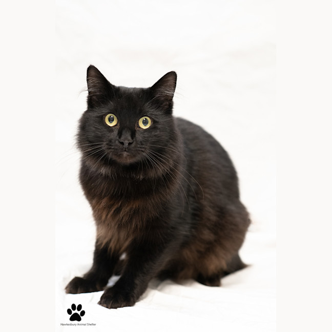 Photo of Domino