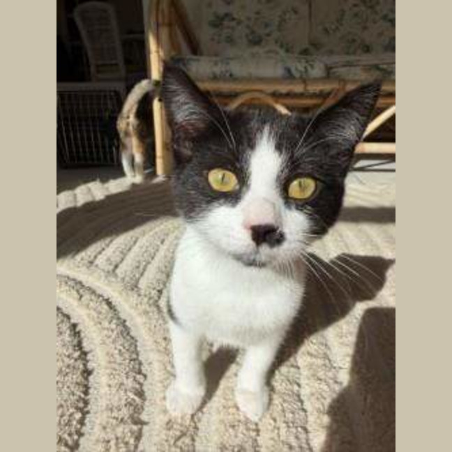 Photo of Ollie