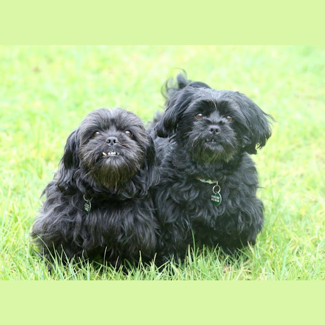 Photo of Dixie And Peppa Tamblyn