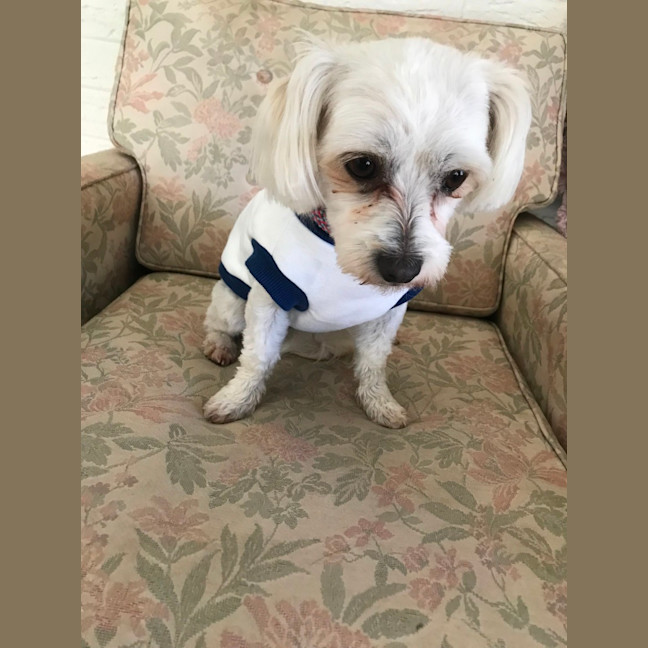 Photo of Pear & Coco   1.5 Year Old Maltese X Shih Tzu