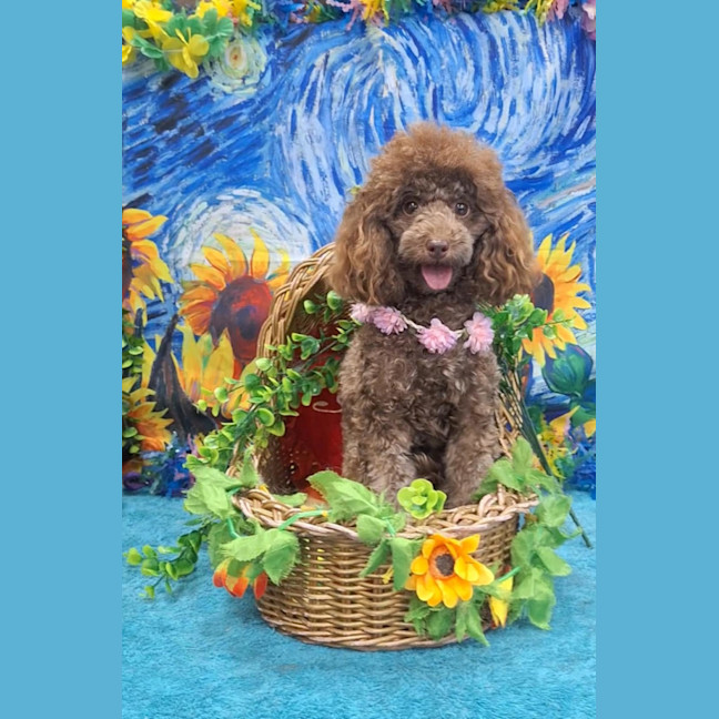 Photo of Tootsie