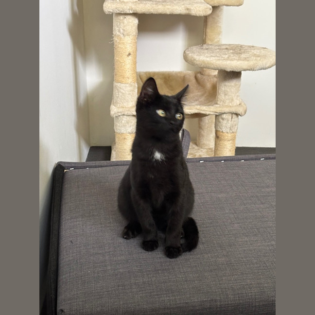 Photo of Salem