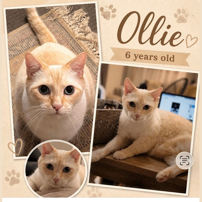 Photo of Ollie