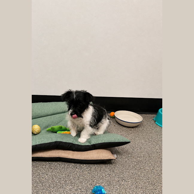 Photo of Basil