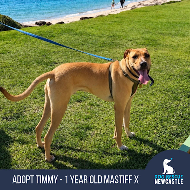 Photo of Timmy   1 Year Old Mastiff X
