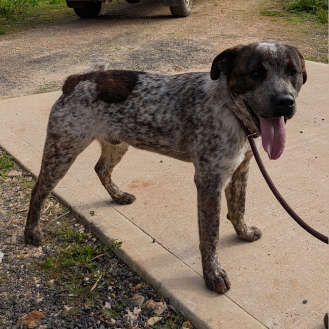 Photo of Prancer
